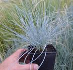 Festuca glauca, Ophalen