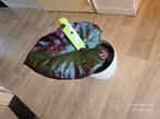 Alocasia Serendipity Variegated, Ophalen of Verzenden