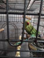 Half tamme Halsbandparkiet