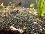 Ancistrus, Dieren en Toebehoren, Vissen | Aquariumvissen
