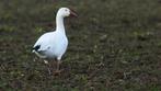 koppel sneeuwganzen, Dieren en Toebehoren, Pluimvee, Meerdere dieren, Gans of Zwaan