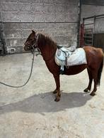 Welsh pony, Merrie, B, 3 tot 6 jaar, Gechipt