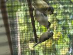 Cage canaris, Ophalen, Metaal, Vogelkooi