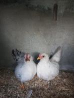 Chabo, Dieren en Toebehoren, Pluimvee