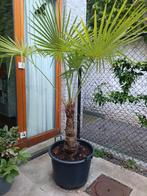 Palm Trachycarpus fortunei, Ophalen