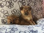 sheltie x shiba pups teefjes, Dieren en Toebehoren, Honden | Poolhonden, Keeshonden en Oertypen, CDV (hondenziekte), Poolhond