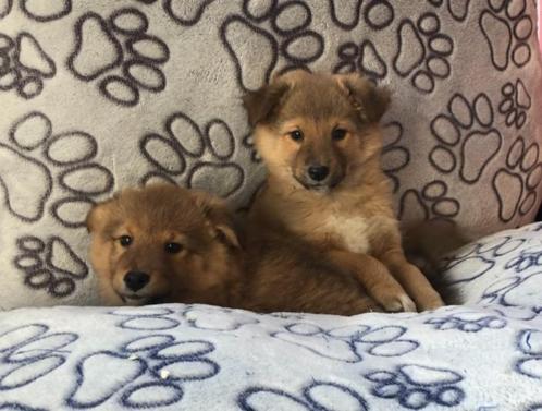 sheltie x shiba pups teefje, Dieren en Toebehoren, Honden | Poolhonden, Keeshonden en Oertypen, Teef, Poolhond, Fokker | Professioneel