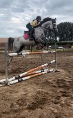 Paarden en pony’s inrijden/doorrijden, Dieren en Toebehoren, Paarden, Onbeleerd, Springpaard, 3 tot 6 jaar