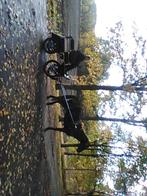 paard, Dieren en Toebehoren, Paard