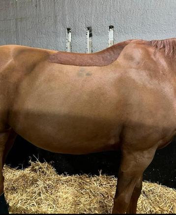 Scheren paarden/ponies