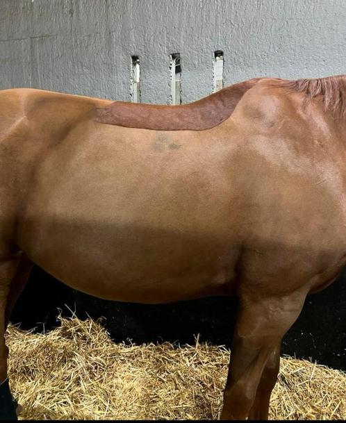 Scheren paarden/ponies, Dieren en Toebehoren, Paarden