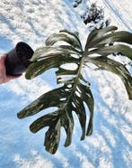 Monstera Albo Variegata | XL marbled stekken, Huis en Inrichting, Kamerplanten, Ophalen, In pot