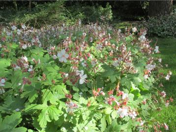 Geranium macrorrhizum oftewel ooievaarsbek is een sterke en 