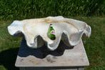 prachtige grote doopvontschelp van 65kg, Verzamelen, Mineralen en Fossielen, Ophalen