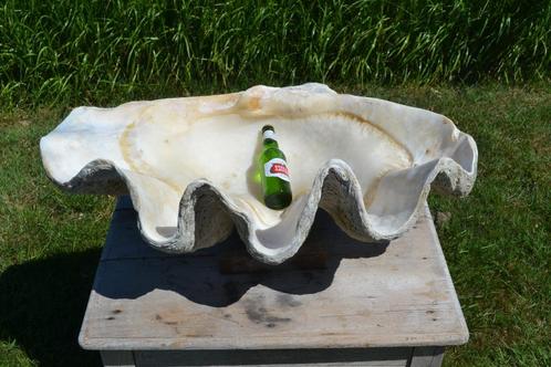 prachtige grote doopvontschelp van 65kg, Verzamelen, Mineralen en Fossielen, Ophalen