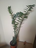 Plante verte Zamioculcas, Huis en Inrichting, Groene kamerplant, Ophalen, Overige soorten