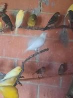 Kanaries jonge te koop 15 € het stuk,wit,geel en geelbont zo, Dieren en Toebehoren, Vogels | Kanaries