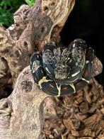 2.1 Boa Img Jungle 2025, Dieren en Toebehoren, Reptielen en Amfibieën, Slang, 0 tot 2 jaar