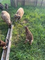 soay ooien, Meerdere dieren, Schaap, 0 tot 2 jaar