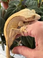 Wimpergekko, Hagedis, 0 tot 2 jaar