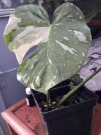 MONSTERA MARILYN STEKKEN OF PLANT, Ophalen of Verzenden