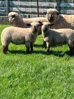Hampshire down ooilammeren, Animaux & Accessoires, Moutons, Chèvres & Cochons, Mouton, Femelle, 0 à 2 ans