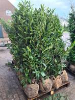 Laurierhaag - Prunus Caucasica weer leverbaar in alle maten, Tuin en Terras, Ophalen of Verzenden, Laurier, Haag, 100 tot 250 cm