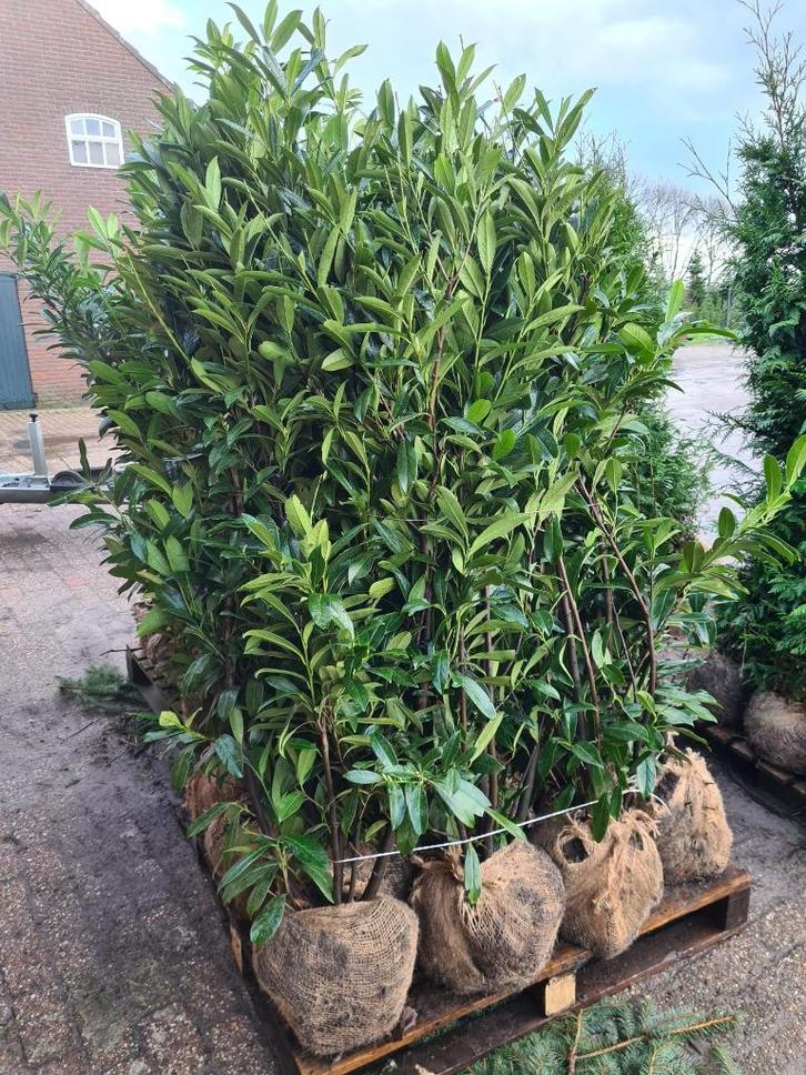 Laurierhaag - Prunus Caucasica weer leverbaar in alle maten, Tuin en Terras, Planten | Struiken en Hagen, Haag, Laurier, 100 tot 250 cm