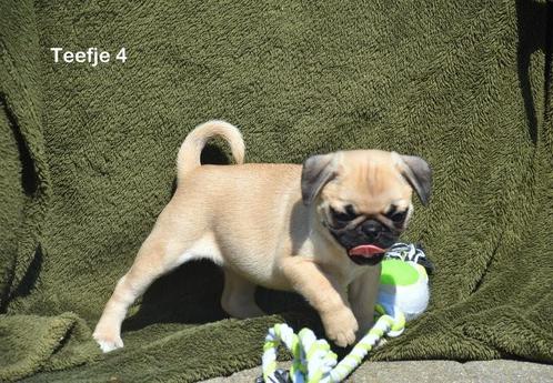 Prachtige Mopshond pup, Dieren en Toebehoren, Honden | Bulldogs, Pinschers en Molossers, Teef, Overige rassen, Fokker | Professioneel