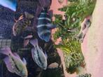 Cyphotilapia frontosa  burundi  < 15 cm, Dieren en Toebehoren, Vissen | Aquariumvissen