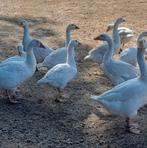 Witte jonge ganzen