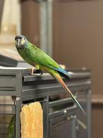 Ara maracana met kooi, Dieren en Toebehoren, Vogels | Parkieten en Papegaaien