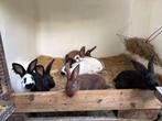 Raszuiver Groot Lotharingers (reuze Vlinders), Dieren en Toebehoren, Konijnen, Meerdere dieren, Groot, 0 tot 2 jaar