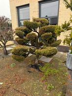 Jeneverbes in vorm, Enlèvement