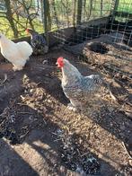 Cochin kriel haantje, Dieren en Toebehoren, Pluimvee