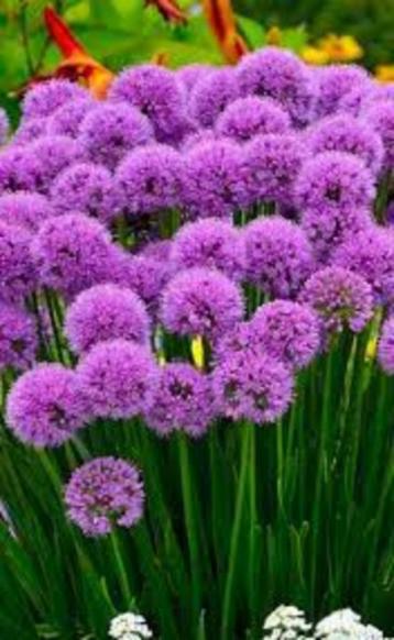 Allium millenium beschikbaar voor biedingen