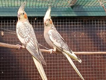 2 jonge valkparkieten, Dieren en Toebehoren, Geslacht onbekend