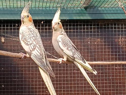 2 jonge valkparkieten, Dieren en Toebehoren, Vogels | Overige Vogels, Geslacht onbekend