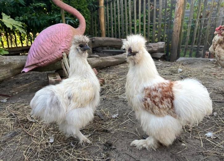 Zijdehoen haantje, Dieren en Toebehoren, Pluimvee, Kip, Mannelijk