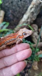 Rhacodactylus Auriculatus Gargoyle Gecko Vrouwtje, Dieren en Toebehoren