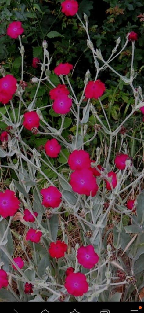 Nez piqué ou lychnis coronaria, Jardin & Terrasse, Plantes | Jardin, Mi-ombre, Enlèvement