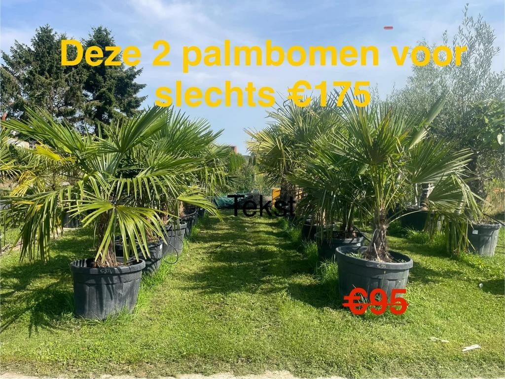 ‼️palmbomen trachycarpus fortunei aan promoprijzen‼️, Jardin & Terrasse, Plantes | Arbres, Enlèvement
