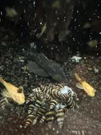 Helena slakken slak eerende slak, Dieren en Toebehoren, Vissen | Aquariumvissen