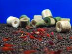 Garnalen neocaridina Bloody mary, Dieren en Toebehoren, Vissen | Aquariumvissen