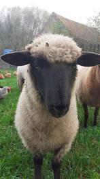 Mooie jonge ram  kruising Hampshire Down en Ardense Voskop, Dieren en Toebehoren, Schapen, Geiten en Varkens, Mannelijk, Schaap