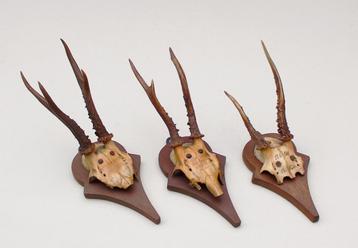 3 x antiek REE GEWEI op houten schild - 1901/1901/1904 beschikbaar voor biedingen