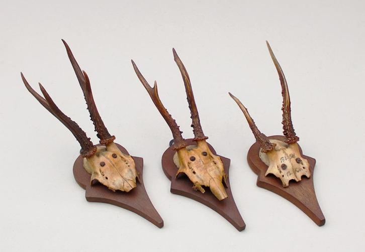 3 x antiek REE GEWEI op houten schild - 1901/1901/1904, Verzamelen, Dierenverzamelingen, Gebruikt, Gewei of Kop, Hert, Ophalen of Verzenden