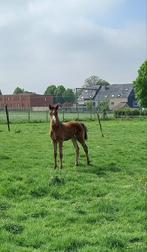 Knap hengstje, Dieren en Toebehoren, Paarden, Met stamboom, Springpaard, Niet van toepassing, 0 tot 2 jaar
