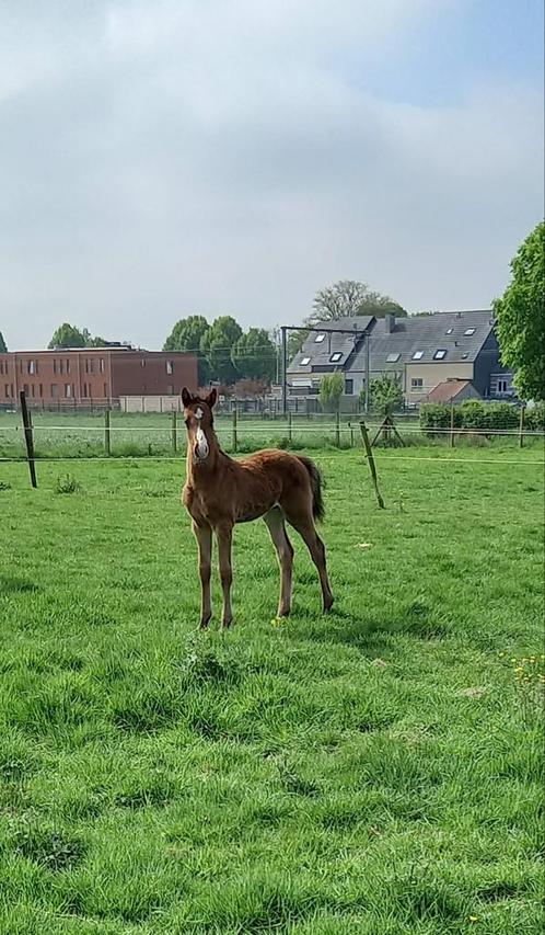 Knap hengstje, Dieren en Toebehoren, Paarden, Hengst, Niet van toepassing, 0 tot 2 jaar, Springpaard, Met stamboom