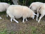 Mooi Texel ramlam voor dekdienst 6 maanden oud, Dieren en Toebehoren, Mannelijk, Schaap, 0 tot 2 jaar